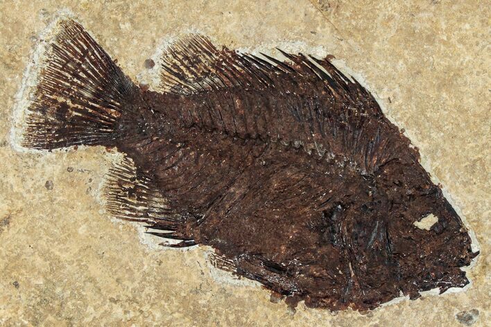 Detailed Fossil Fish (Cockerellites) - Wyoming #309851